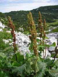 (Rumex alpinus)-Алпийски лапад